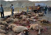 66 رأس گوسفند بر اثر تصادف در محور پلدختر ـ اندیمشک تلف شد