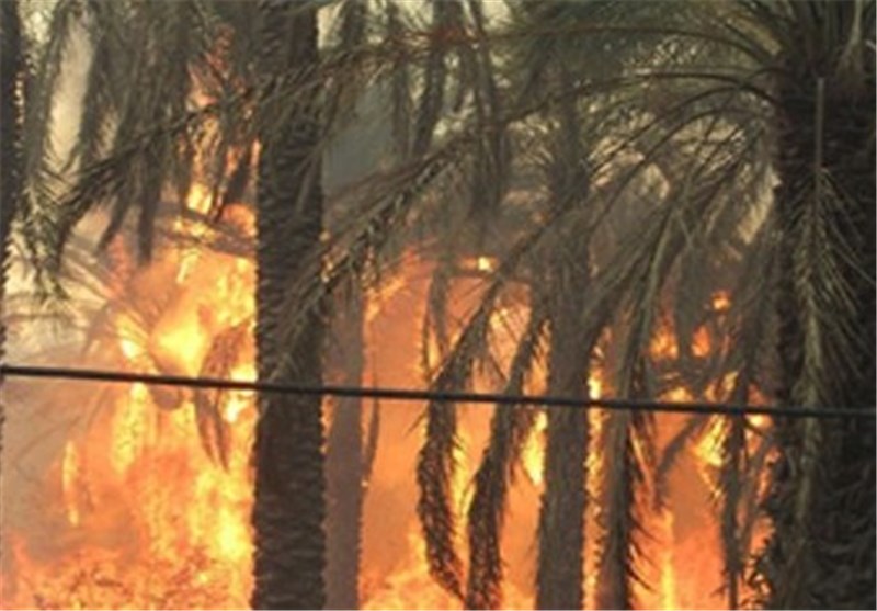 آتش‌سوزی نخلستان‌های بستک 4 میلیارد ریال به نخلداران خسارت وارد‌ کرد
