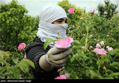 قطف الورد الجوری فی مشهد 