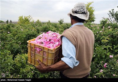 قطف الورد الجوری فی مشهد 