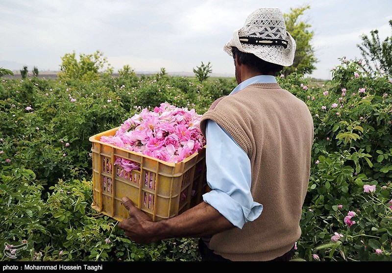 کرمان| اشتغال‌زایی 200 هزار نفر در فصل برداشت گل محمدی در لاله‌زار