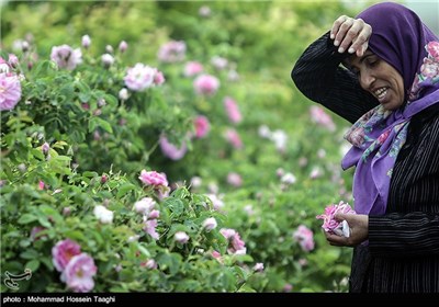 قطف الورد الجوری فی مشهد 