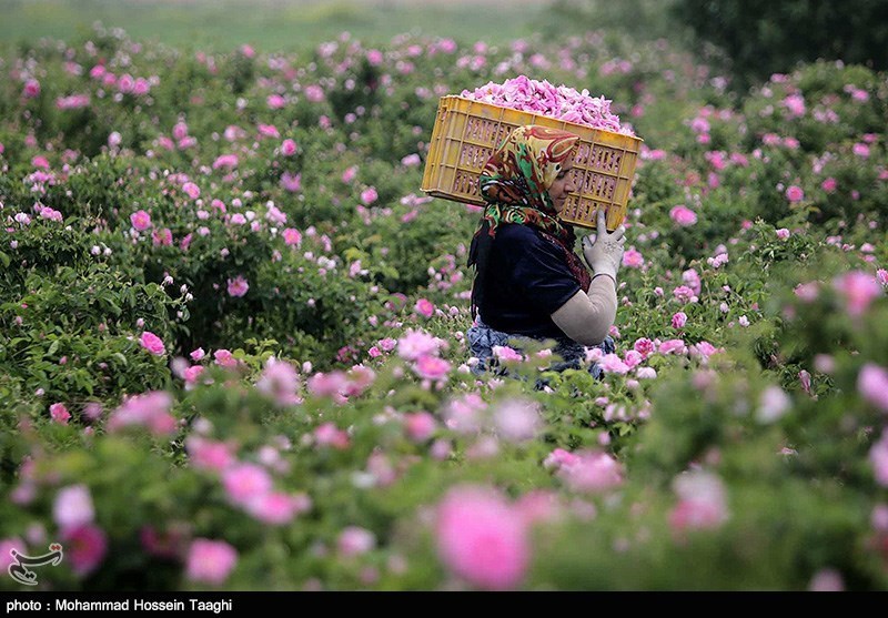 کاشت 15 درصد گل محمدی جهان در کرمان