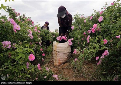 قطف الورد الجوری فی مشهد 