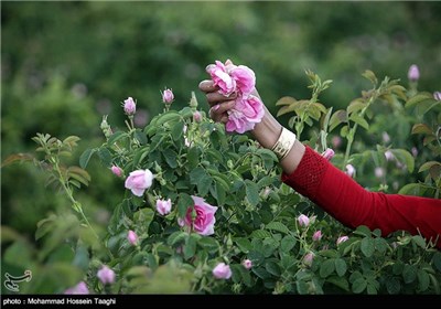 قطف الورد الجوری فی مشهد 