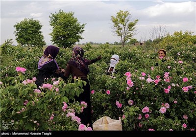 قطف الورد الجوری فی مشهد 