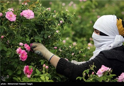 قطف الورد الجوری فی مشهد 