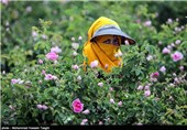 برداشت گل محمدی در مشهد