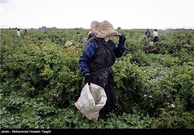 قطف الورد الجوری فی مشهد