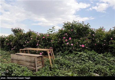 قطف الورد الجوری فی مشهد 