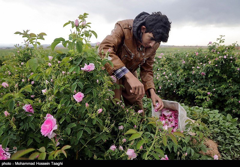 گل محمدی در 1500 هکتار از زمین‌های خراسان شمالی کشت می‌شود