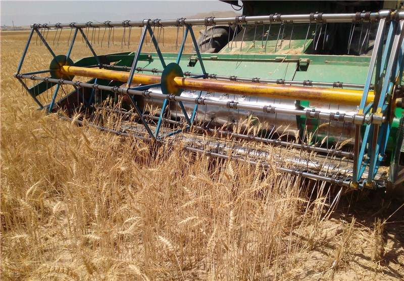 726 هزار تن گندم از کشاورزان گلستان خریداری شد/ پرداخت 20 درصد از مطالبات گندم‌کاران