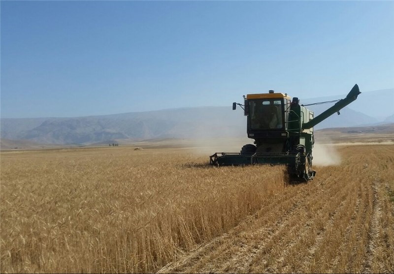افزایش 30 درصدی توزیع بذر در استان گلستان/ پیش‌بینی تولید یک میلیون و 300 هزار تن گندم