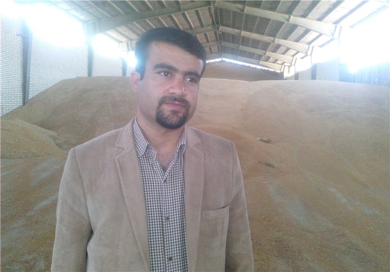 700 تن گندم در شهرستان کهگیلویه خردیداری شد