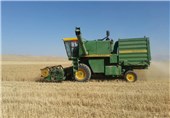 1500 تن گندم از مزارع استان بوشهر برداشت شد