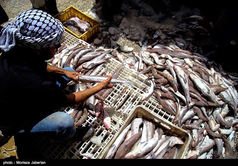 تنظیم بازار‌ علت واردات ماهی چینی نیست