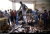 سرمایه‌گذاری در حوزه پرورش ماهی خاویاری در سیستان توسعه می‌یابد