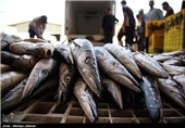 سالانه بالغ بر 5 هزار تن ماهی از منابع طبیعی و نیمه طبیعی کردستان صید می‌شود