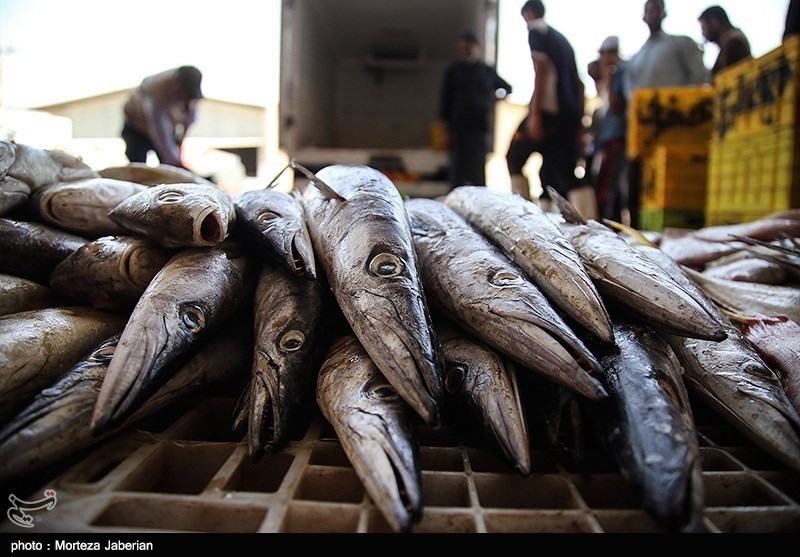 نخستین واحد بسته‌بندی ماهی در استان قزوین راه‌اندازی شد
