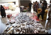 توزیع بیش از 60 هزار قطعه بچه ماهی کپور در فصل بهار در مشهد