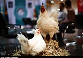 تصمیم ستاد تنظیم بازار برای افزایش تعرفه واردات خوراک طیور/مرغ گران می‎شود؟