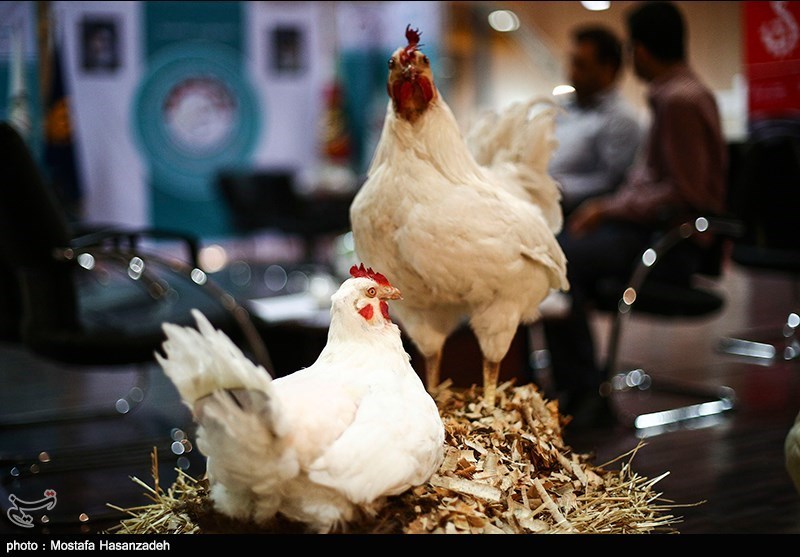 شیوع آنفلوآنزای پرندگان سبب کاهش تولید گوشت مرغ در شهرضا شد