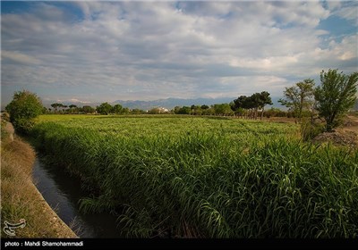 فصل الربیع فی مدینة ری