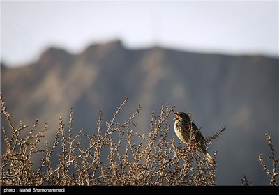 فصل الربیع فی مدینة ری