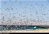 پرندگان جوجه‌آور تابستان‌گذر در جزایر بوشهر سرشماری شدند