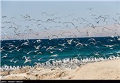 زنده‌گیران پرندگان کم‌یاب استان بوشهر به مراجع قضایی معرفی شدند