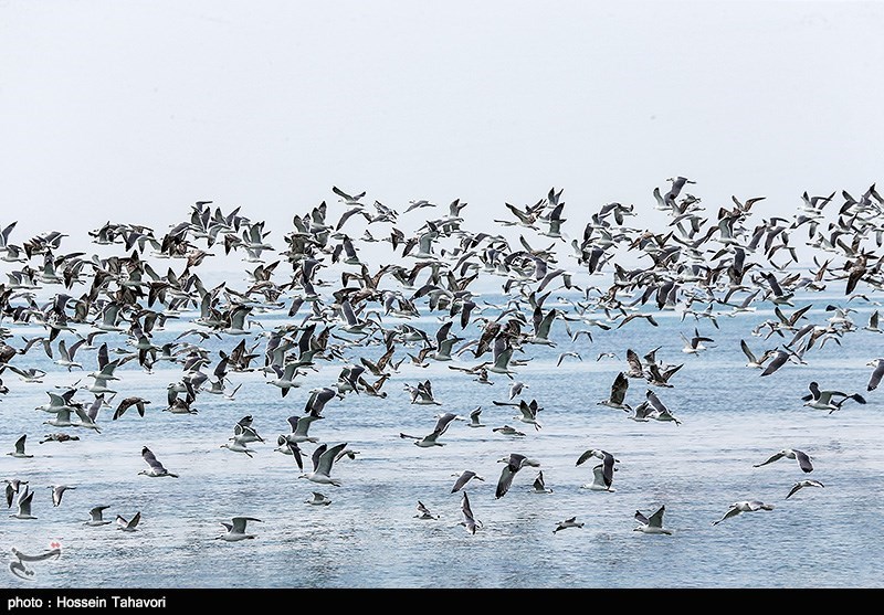 آغاز سرشماری زمستانه پرندگان مهاجر در سیستان و بلوچستان