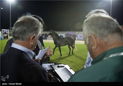 مهرجان الخيول في كرمانشاه