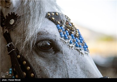 مهرجان الخيول في كرمانشاه