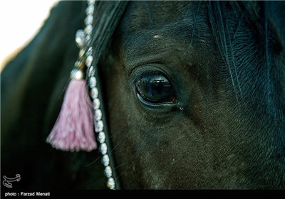 مهرجان الخيول في كرمانشاه