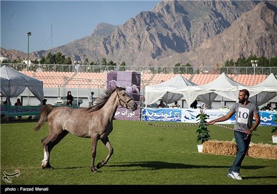 جشنواره اسب در کرمانشاه