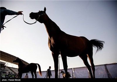 مهرجان الخيول في كرمانشاه
