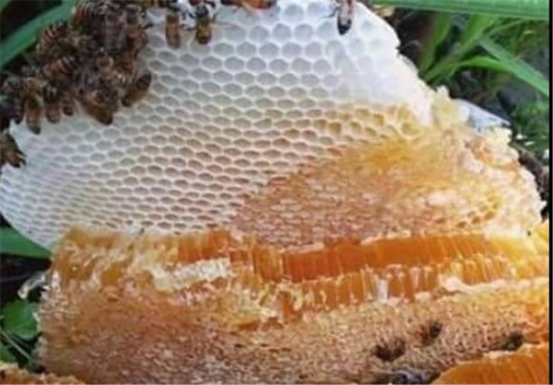 5 درصد عسل تولیدی کشور نشان ارگانیک دارد
