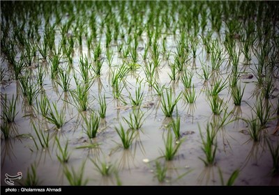 آخرین روزهای نشا کاری در مازندران