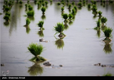 آخرین روزهای نشا کاری در مازندران