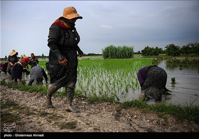 آخرین روزهای نشا کاری در مازندران