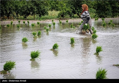 المرحلة الأخیرة من غرس شتلات الأرز