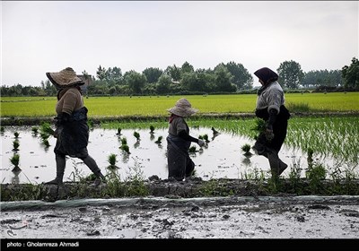 آخرین روزهای نشا کاری در مازندران