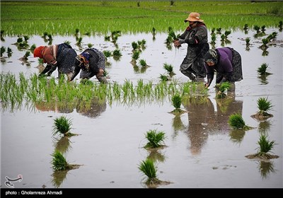 آخرین روزهای نشا کاری در مازندران