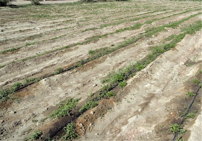 اجرای طرح‎های نوین آبیاری در 200 هزار هکتار از اراضی کشاورزی گلستان