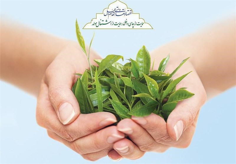 93 درصد از چای کشور در گیلان تولید می‌شود /بیش از 97 درصد از جهاد کشاورزی گیلان در اختیار بخش خصوصی