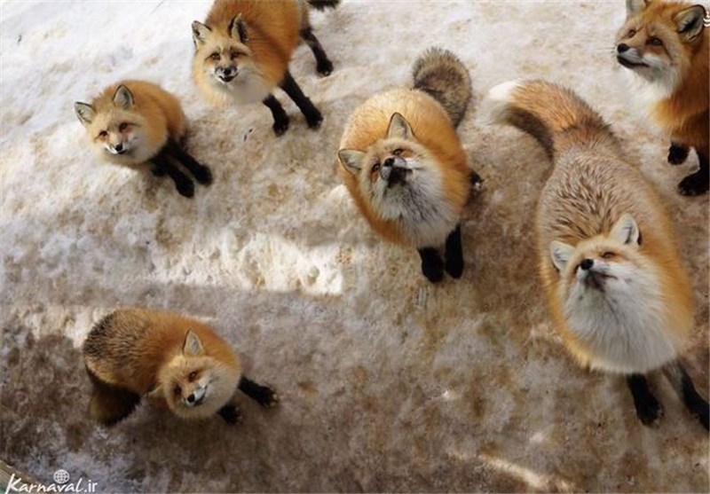 عکس/دهکده روباه‌ها در ژاپن