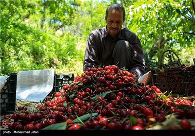 برداشت گیلاس در روستای شیت طارم