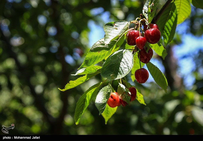 قیمت‌های نجومی میوه‌های نوبرانه‌ در همدان/از گیلاس 30 هزار تومانی تا زردآلو 12 هزار تومانی