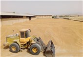 خریداری 110 هزار تن گندم تضمینی در استان اصفهان