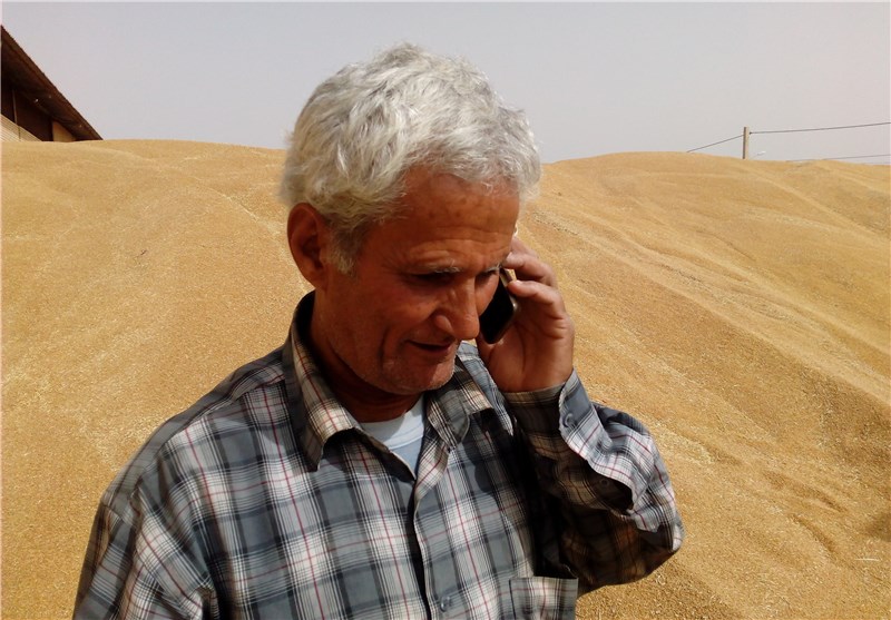 همه مطالبات گندمکاران واریز شد